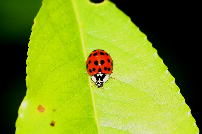 Harmonia axyridis?